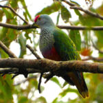 Rose Crowned Fruit Dove