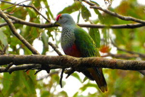 Rose Crowned Fruit Dove