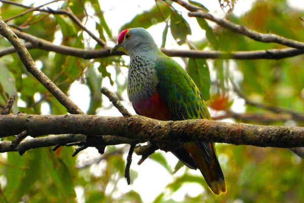 Rose Crowned Fruit Dove