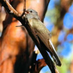 Sahul Brush Cuckoo