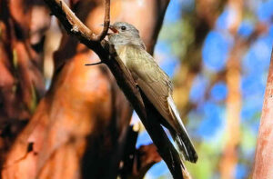 Sahul Brush Cuckoo