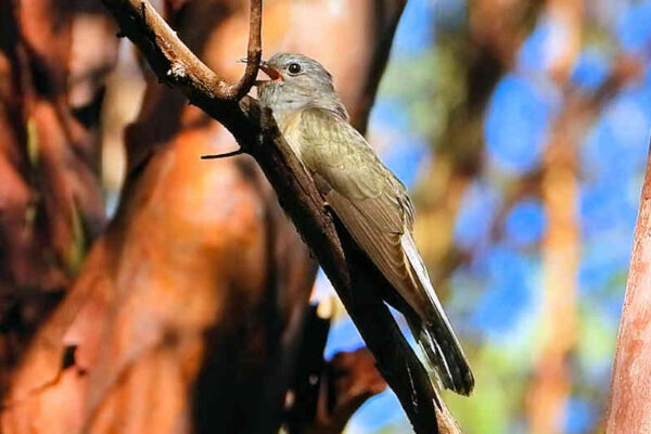 Sahul Brush Cuckoo