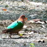 Pacific Emerald Dove