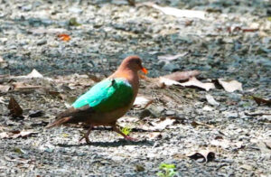 Pacific Emerald Dove