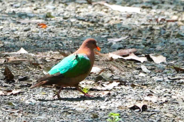 Pacific Emerald Dove