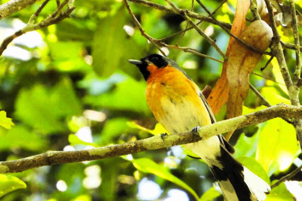 Spectacled Monarch