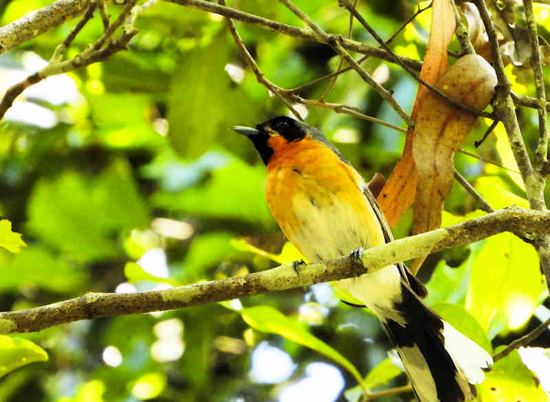 Spectacled Monarch