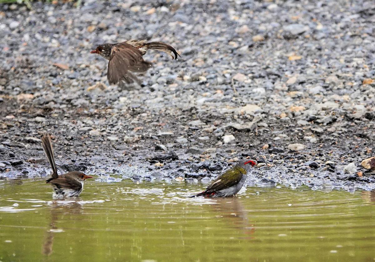 Fairy-wrens and Finches bathing