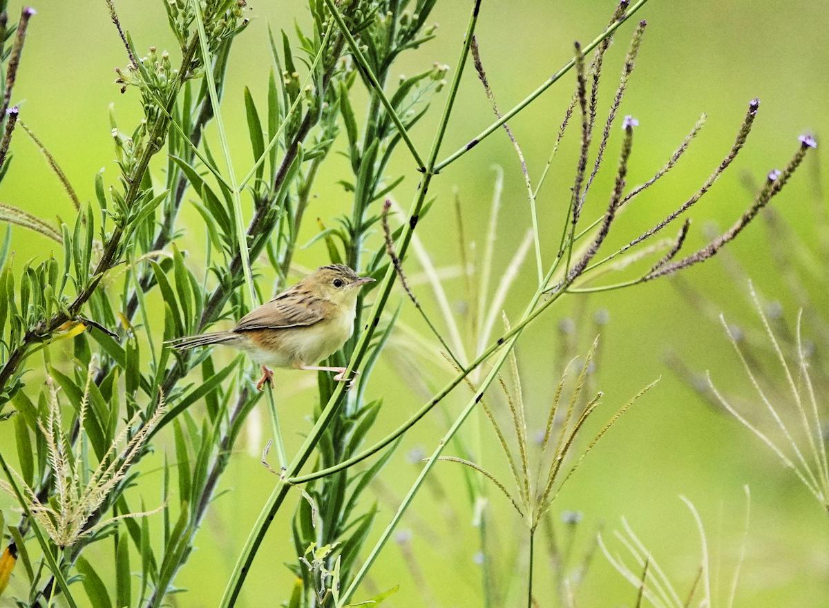 Golden-headed Cisticola in the grassland