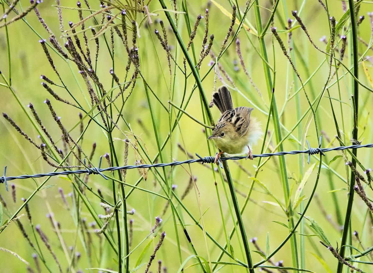 Golden-headed Cisticola in the grass