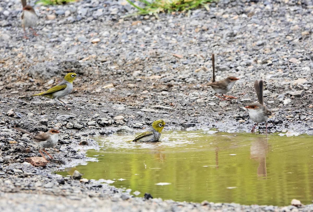 Silvereyes and fairy wrens enjoying a bath