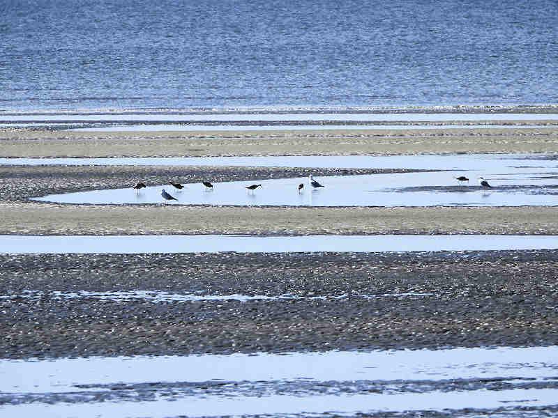 Godwits