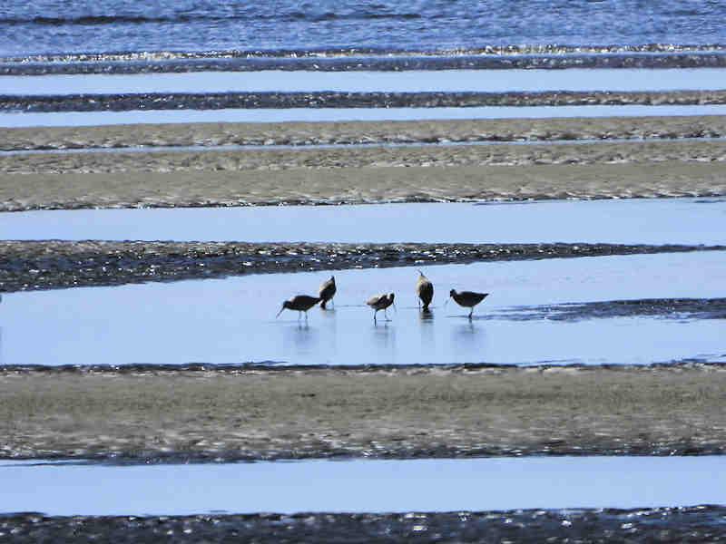 Godwits closup