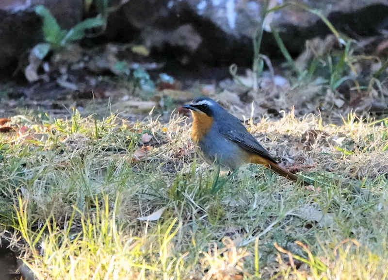 Cape Robin-chat