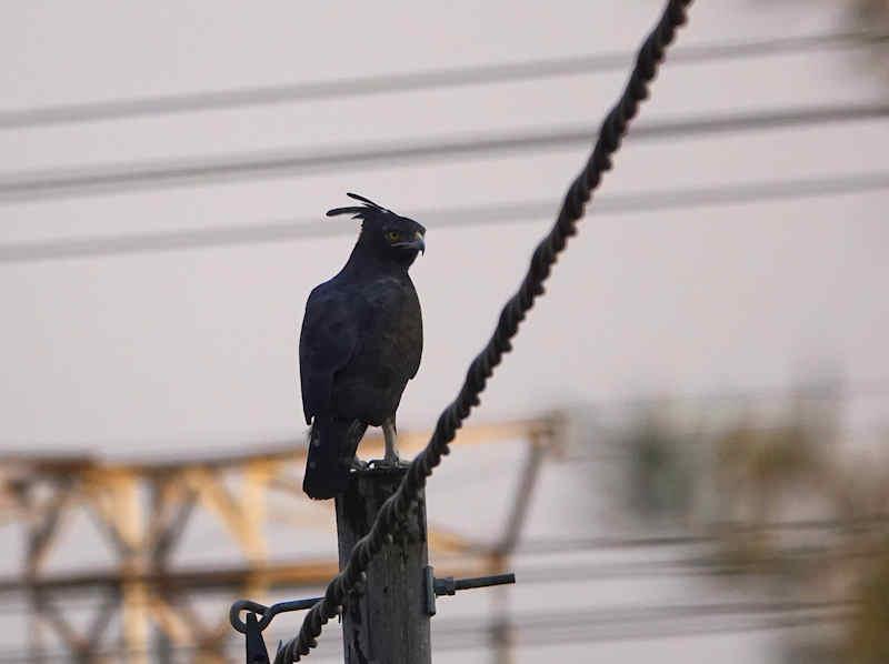 Long-crested Eagle