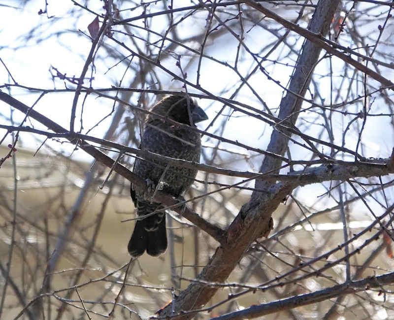 Thick-billed Weaver