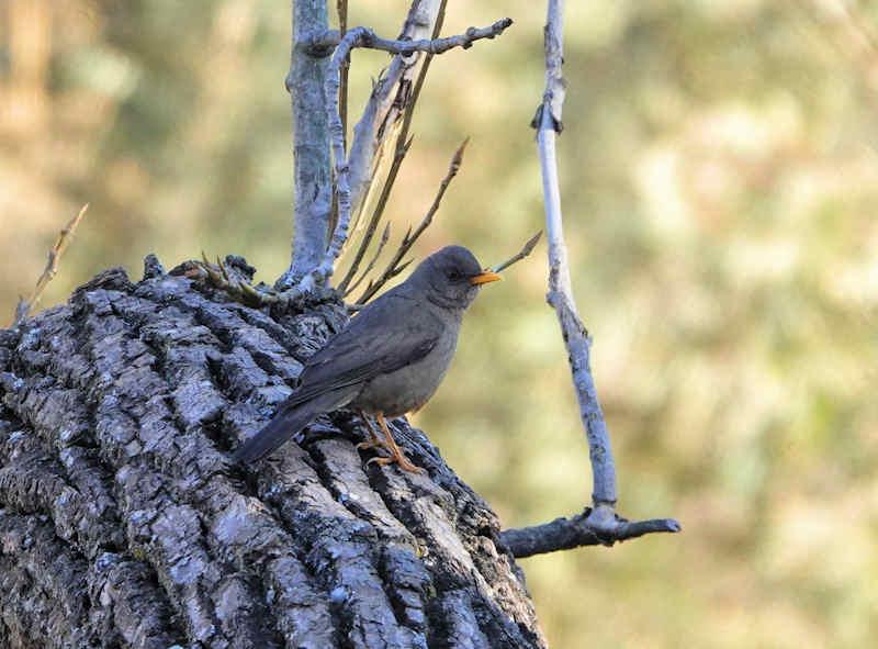 Karoo Thrush