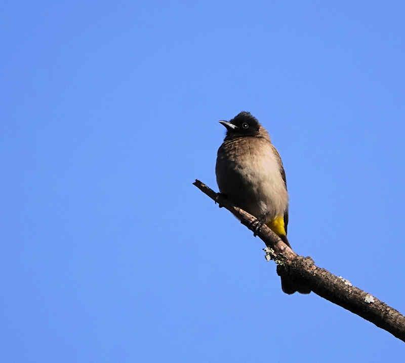 Dark-capped Bulbul