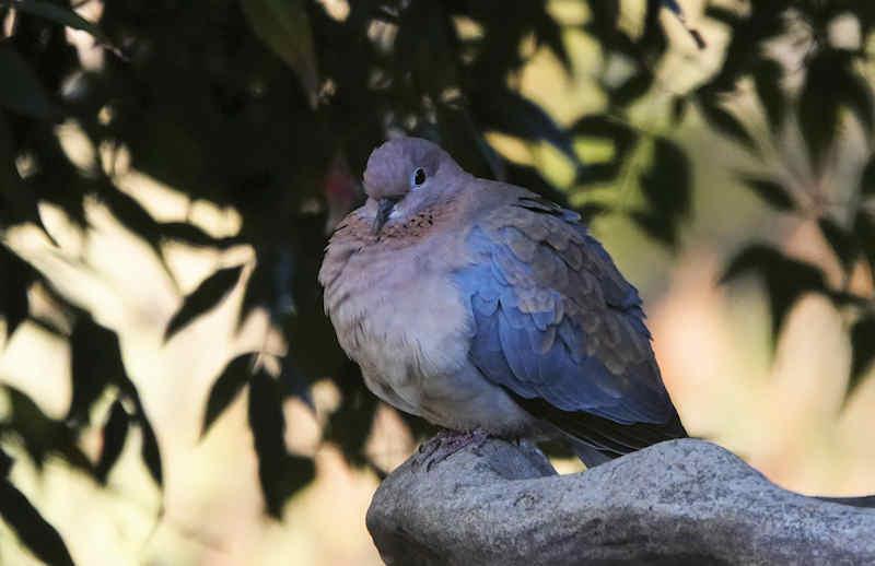 Laughing Dove