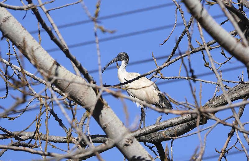 Sacred Ibis