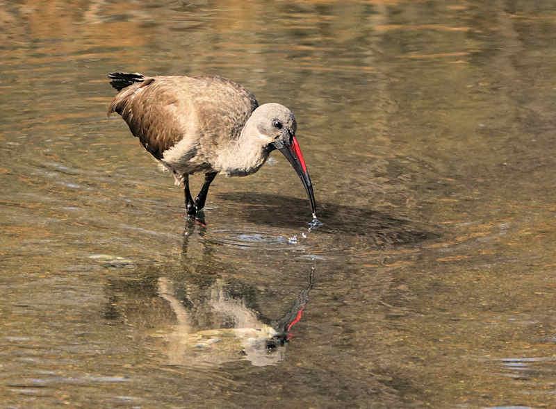 Hadeda Ibis