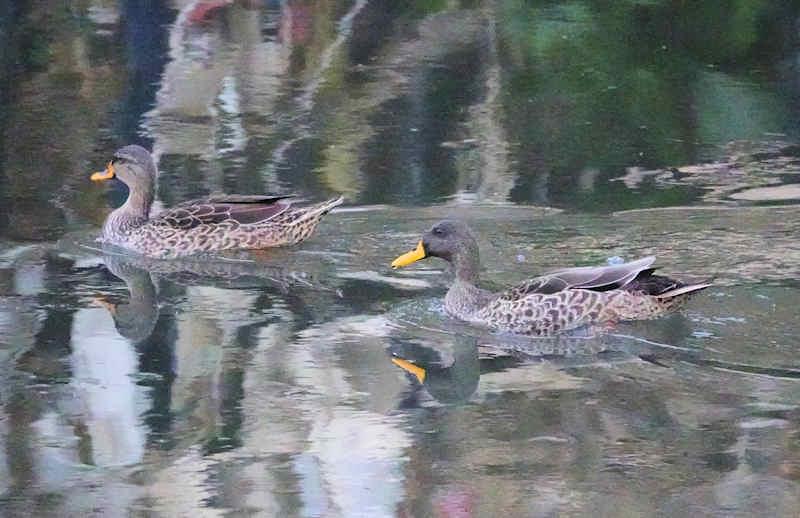 Yellow-billed Duck