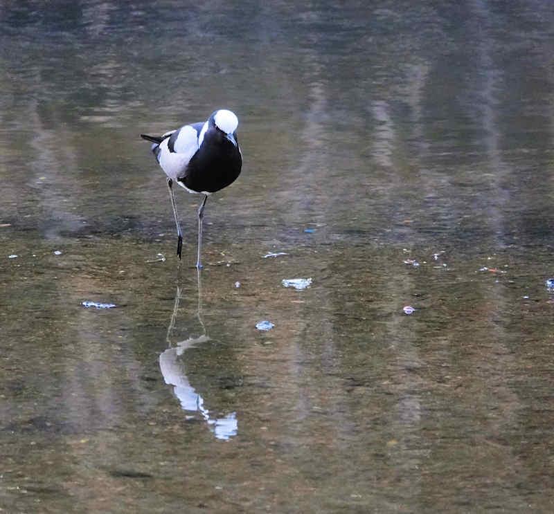 Blacksmith Lapwing