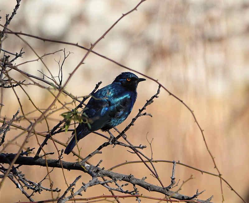 Cape Glossy Starling