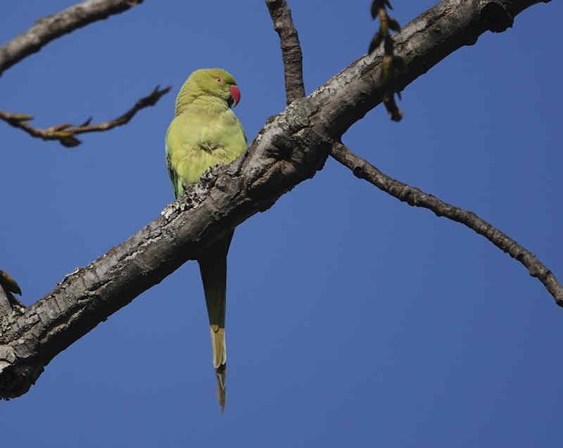 Rose-ringed Parakeet