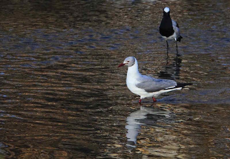 Grey-headed Gull