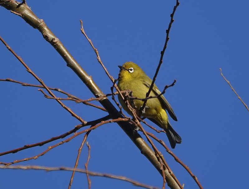 Cape White-eye