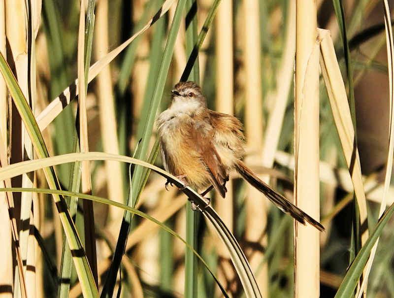 Tawny-flanked Prinia