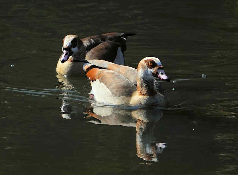 Egyptian Goose