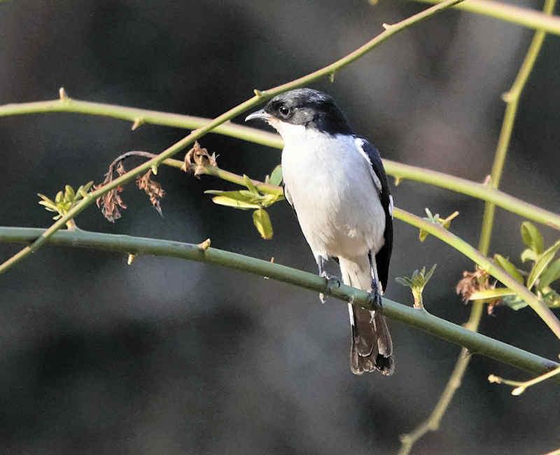 Fiscal Flycatcher