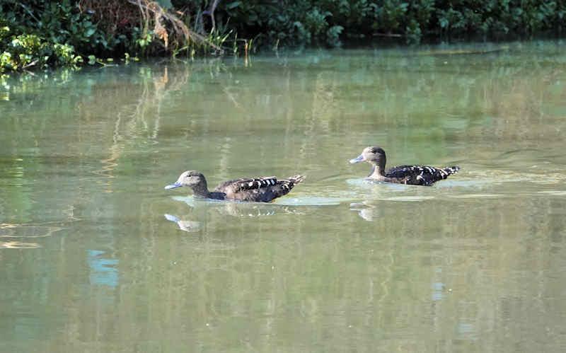 African Black Duck