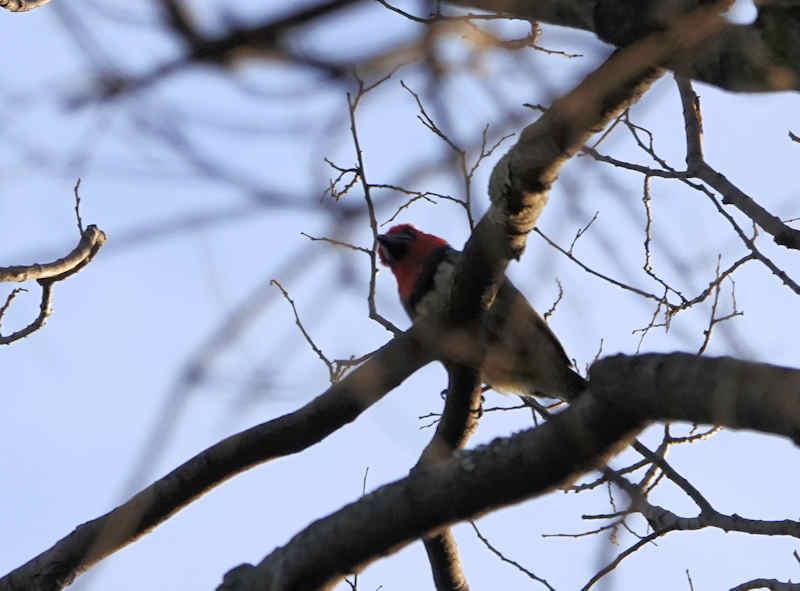 Black-collared Barbet