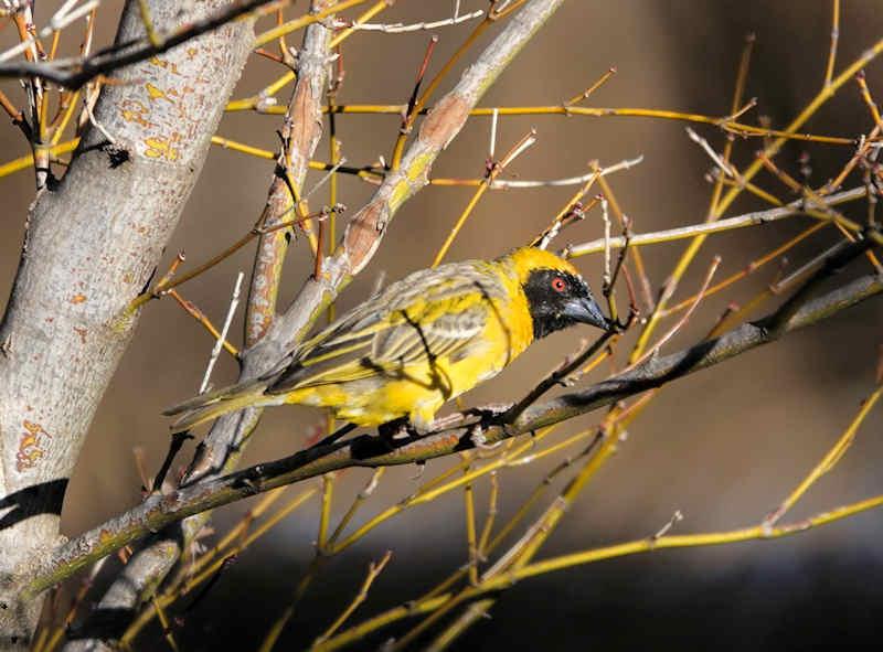 Southern Masked Weaver Male Breeding