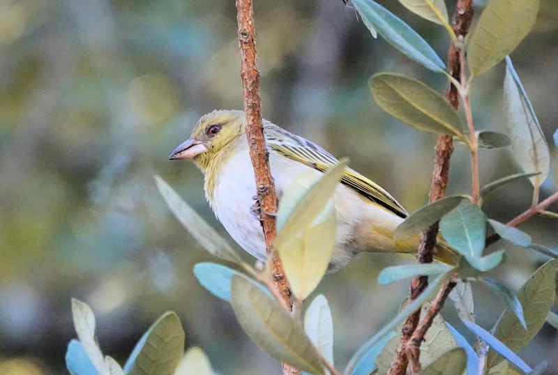 Southern Masked Weaver non breeding