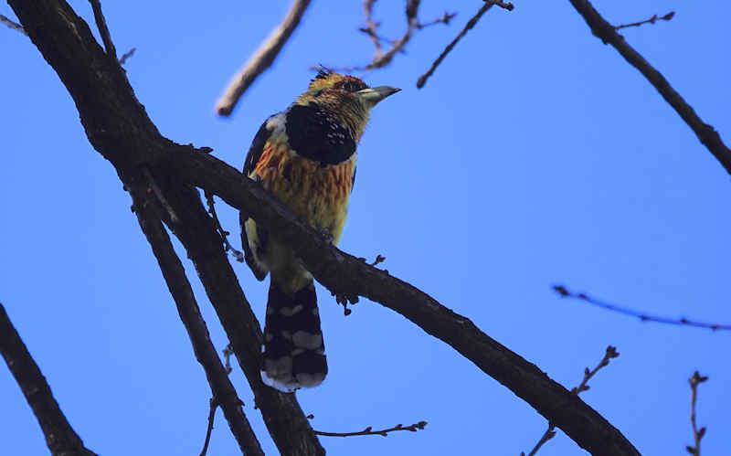 Crested Barbet