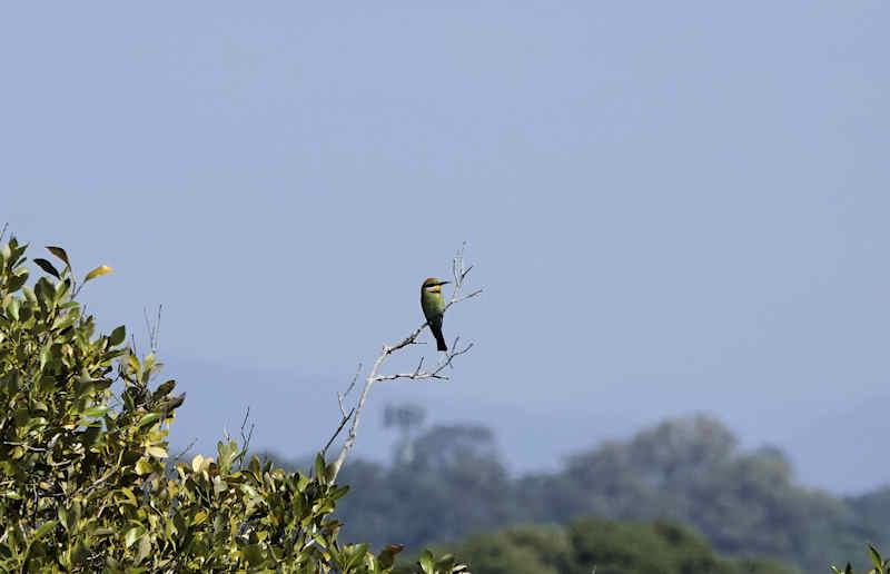 Rainbow Bee-eater