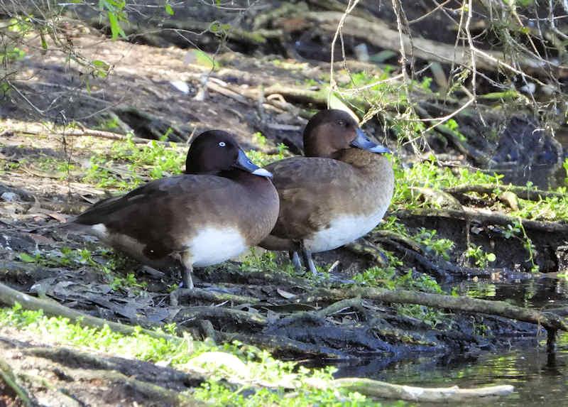 Hardhead at Bibimulya Wetlands