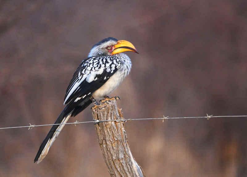 Southern Yellow-billed Honbill