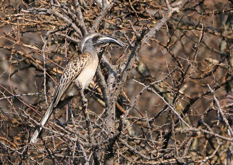 African Grey Hornbill