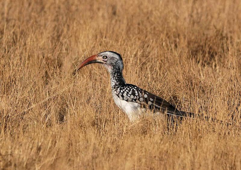 Southern Red-billed Hornbill