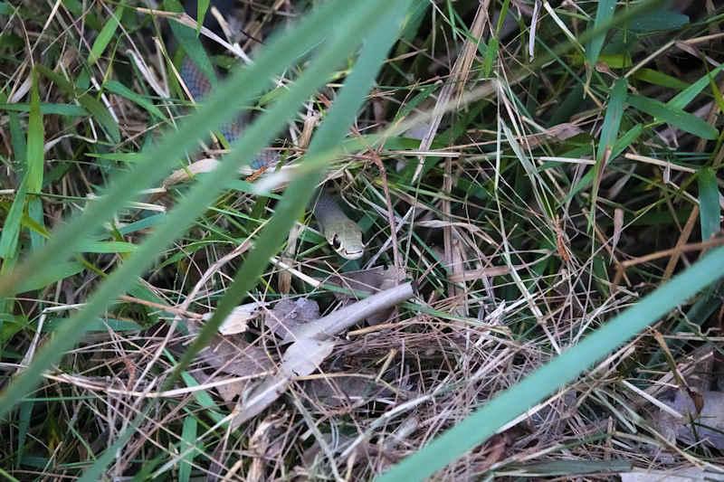 Yellow-faced Whip Snake