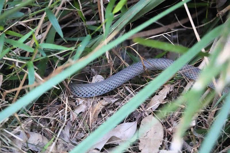 Yellow-faced Whip Snake body