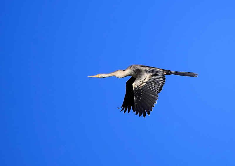 Australasian Darter