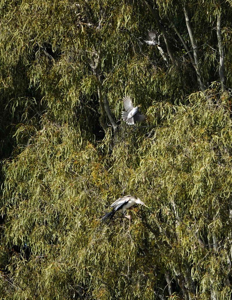 Noisy Miners mobbing a darter