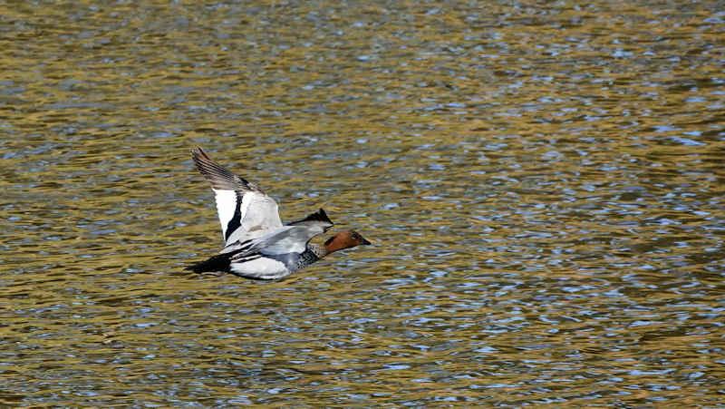 Australian Wood Duck