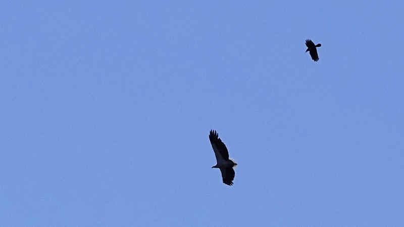 White-bellied Sea-Eagle mobbed by Torresian Crow